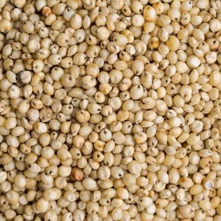 Sorghum (Jowar)